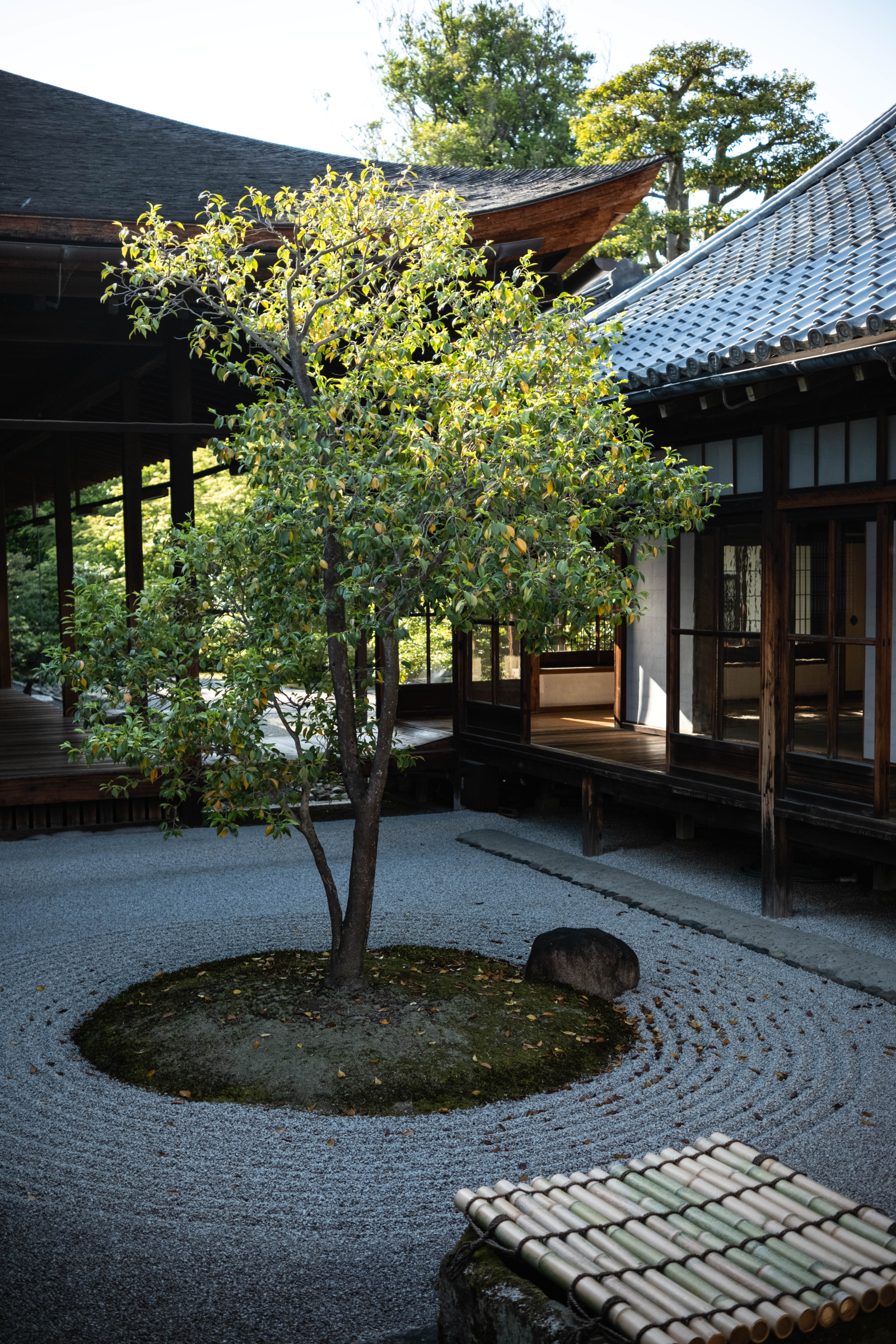 Baum in Tempelanlage